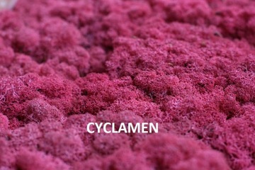 Мох оленьего краба 15 цветов 200г