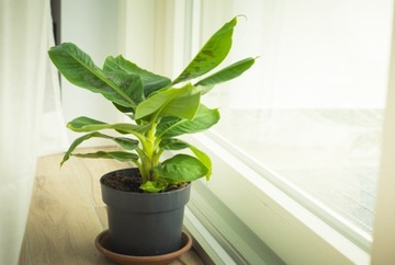AGRECOL NAWÓZ ŻEL DO PALM DRACEN FIKUSÓW BANANOWCA SZEFLERY MONSTERY