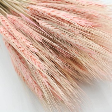 TRITICAL EXTRA PINK сушеные зерновые колосья ~90 бохо