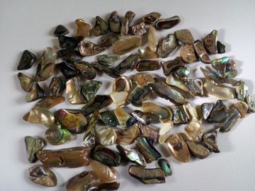 PIK 1603 MUSZLA ABALONE 100 sztuk całość 25 zl