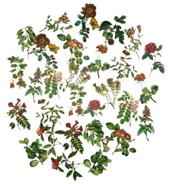 ZESTAW 30 NAKLEJK FOLIOWYCH SCRAPBOOKING KWIATY