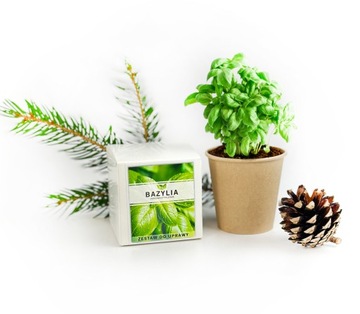 АДВЕНТ-КАЛЕНДАРЬ Растения для выращивания Набор своими руками 24 коробки Подарок на Рождество