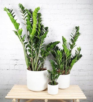 Zamiokulkas Zamiolistny Zamioculcas Mega Duży XXL