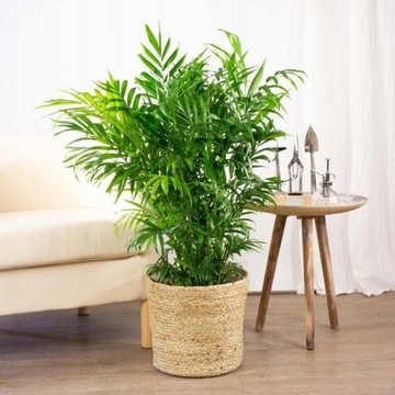 Грунт-СУБСТРАТ для ЗЕЛЕНЫХ растений Palm Juk 5л