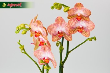 КОНДИЦИОНЕР УДОБРЕНИЯ ОРХИДЕЯ АППЛИКАТОР ORCHID STRONG