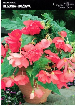 Cebulka Begonia Zwisająca Pendula różowa cebulka 1 szt.