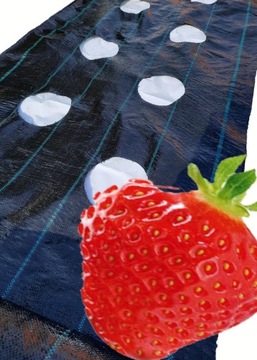 Агроткань с ОТВЕРСТИЯМИ для КЛУБНИКИ 80 см х 10 м