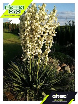 Зеленое удобрение ORO для цветущих садовых цветов