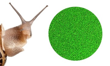 ЗЕЛЕНАЯ УЛИТКА БАРЬЕР ЭФФЕКТИВНАЯ ЗАЩИТА 3 КГ