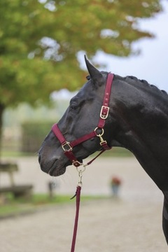 Регулируемая уздечка HORSE HEADHALLER COVALLIERO Классический бордовый размер. Полный