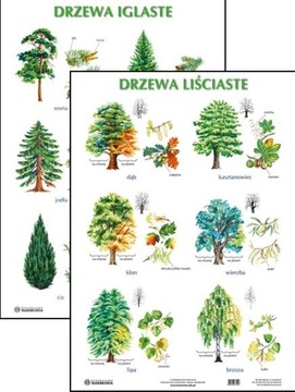 Plansza. Drzewa liściaste / Drzewa iglaste Praca zbiorowa