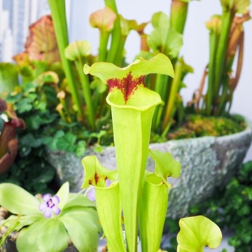 Специализированный субстрат для мухоловок и черных ловцов.