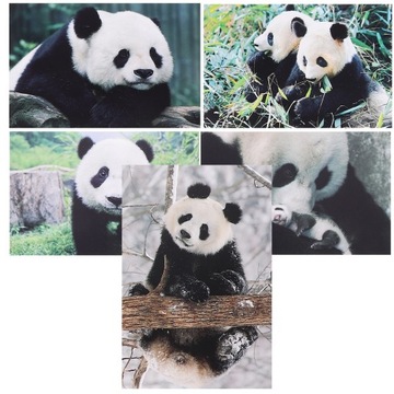 10 ЧАСТЕЙ ОТКРЫТКИ С МИЛЫМИ ПАНДАМИ ОТКРЫТКА СЕРИИ ФОТОГРАФИЙ ЖИВОТНЫХ