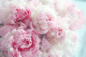 Fototapeta PEONIE PIWONIE KWIATY P02 490x260