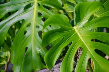 Субстрат для грунта MONSTERY 8L Monstera WESTLAND