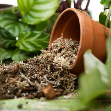 MIX Soil Calathea Maranta Philodendron - Субстрат - Лесной вред для растений