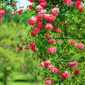 Подставка для растений 60 шт. Держатели для растений, обручи для цветов.