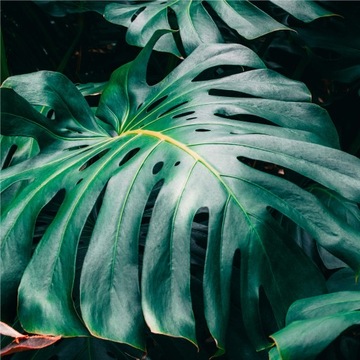 Naklejka na stolik IKEA LACK LIŚĆ monstera