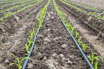 Комплект шлангов для капельного орошения для полива овощей и растений 50м