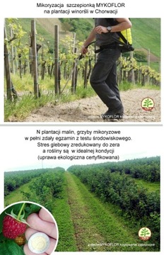 МИКОРИЗ для МАЛИНЫ, СМОРОДИНЫ, МИКОФЛОР