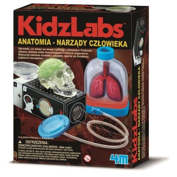 Anatomia Narządy człowieka