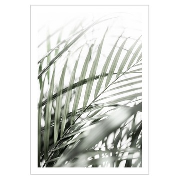 Plakat 21x30 Zielone liście palmy