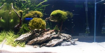 Набор камней из деревянного сланца 5 кг для аквариума