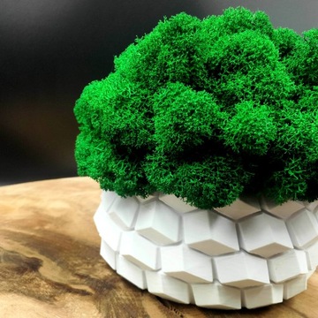 Вазон с мхом хроботек CHROBOTEK MOSS в белом горшке, 3D печать
