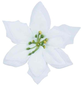 Poinsecja VELVET white GWIAZDA BETLEJEMSKA 6 szt biała