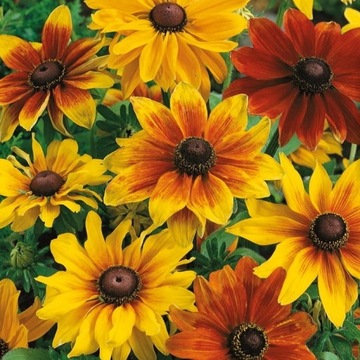 Rudbekia owłosiona – mix nasion Kiepenkerl