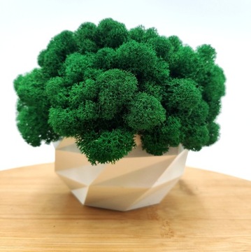 Вазон с мхом хроботек CHROBOTEK MOSS в белом горшке, 3D печать