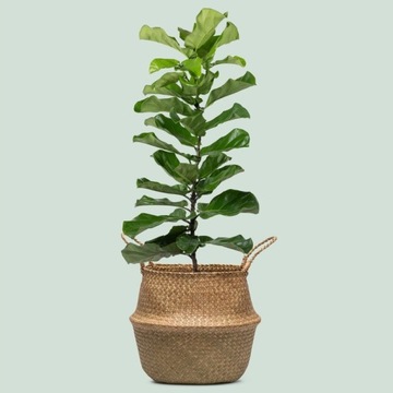 ПЛЕТЕНЫЕ КОРЗИНЫ ЧЕХОЛ ДЛЯ ЦВЕТОЧНЫХ ГОРШКОВ BOHO FLADIS X3