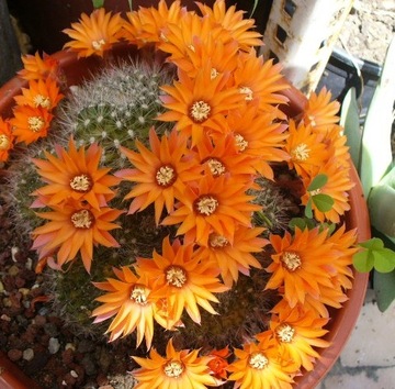 Rebutia FLAVISTYLA - kaktus POMARAŃCZOWE KWIATY