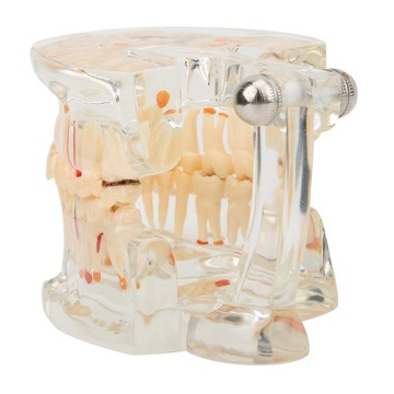 СТОМАТОЛОГИЧЕСКАЯ МОДЕЛЬ ЧЕЛЮСТИ СТОМАТОЛОГИЧЕСКАЯ СЛЭМИ