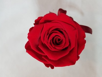 Вечная красная живая роза в коробочке в форме сердца.