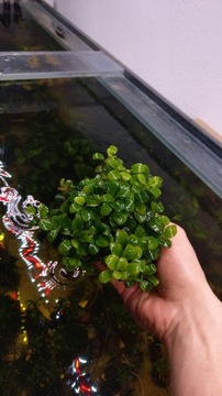 Duża kępa Anubias pette - rośliny akwariowe