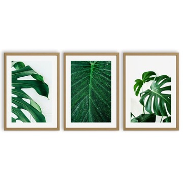 PLAKAT OBRAZ TRYPTYK A3 MONSTERA ROŚLINY NATURA