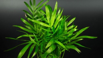 Хамедора Chamaeodorea коралловая пальма ЛЕС В БАНКЕ