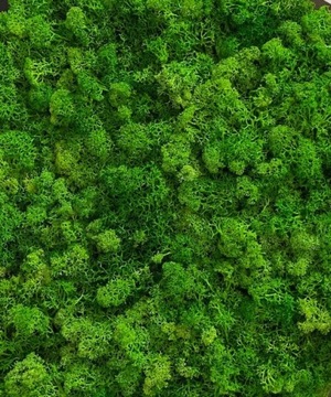 Картина из мха для украшения из мха 52x72см