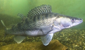 RUBBER LUNATIC Ripper 7,5см DRAGON Hunting Perła