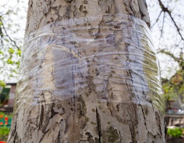 ЛЕНТА КЛЕЙКАЯ ЛЕНТА ДЛЯ ДЕРЕВЬЕВ ОТ МУРАВЬЕВ ОТ ТЛИ NO PEST 5М