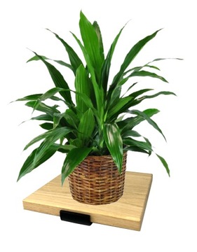 СОВРЕМЕННАЯ НАСТЕННАЯ ПОДСТАВКА ДЛЯ ЦВЕТОВ LOFT НАСТЕННАЯ ПОЛКА ДЕРЕВЯННАЯ ДУБОВАЯ ОСНОВА 20x20