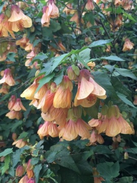 Комнатный клоник, Abutilon hybridum