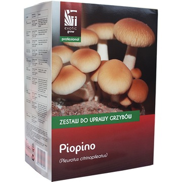 Polówka wiązkowa, PIOPINO zestaw do uprawy grzybów