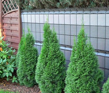 Лента ограждения 19,3см х 48м коричневая