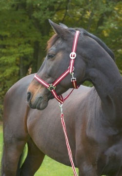 KANTAR DLA KONIA SHETTY BORDOWO/BEŻOWY COVALLIERO