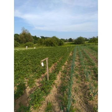 Репеллент Кунагоне от кабана, отпугиватель дикого кабана 10 упак.