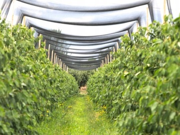 ПЛЕТЕНАЯ СЕТЬ ДЛЯ ПТИЦ, НАЧИНКИ, ВИШНИ