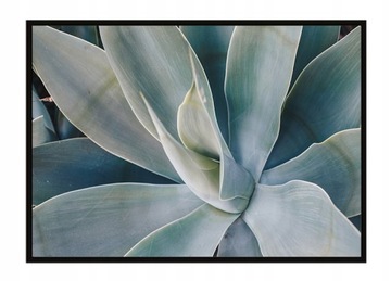 OBRAZ PLAKAT W RAMIE 53x73 cm Liście P1495