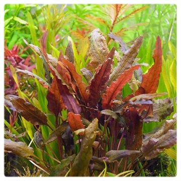 54. Cryptocoryne Wendtii BROWN in vitro 10 liści